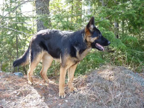 Wild Winds Miss-T Angel