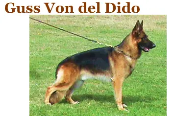 Guss Von Del Dido