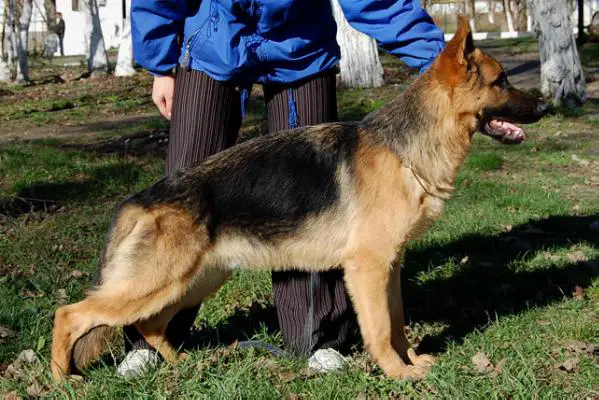 Zavist` Bogov Zilber