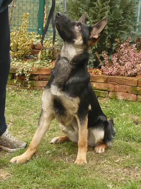 Gaba Gatanový hájik