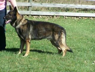 Yasko von Haus Cimmerian