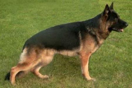 V 69 BSZS Dux vom Steinenberger Land