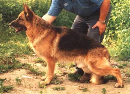 Zito von der Steinhägerquelle