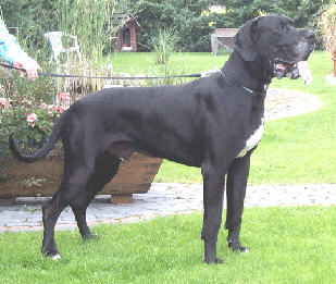 Elwood Von Dünner Land