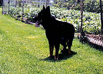 Teeka Von Der Friesenhaus