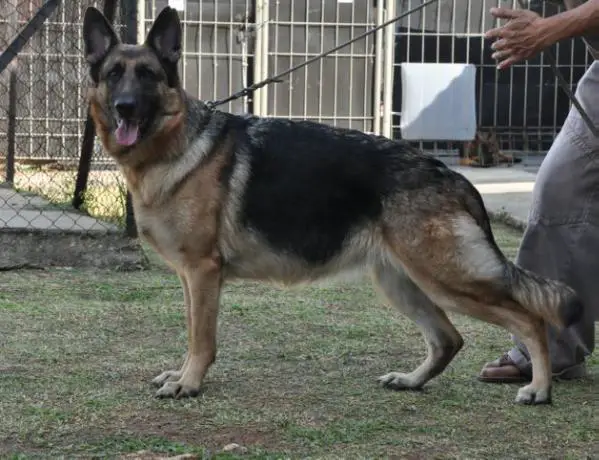 F.Vlisa Von Dominic