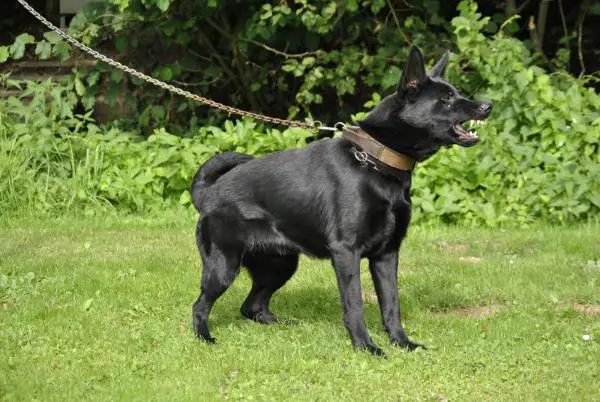 G Carlotta von der Maineiche