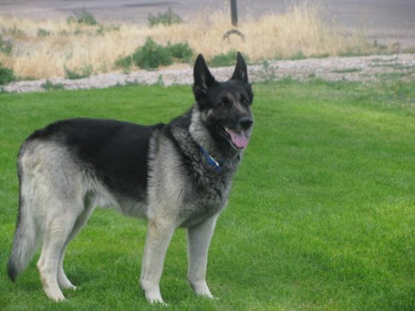 DNA Tuffy Thor Krans