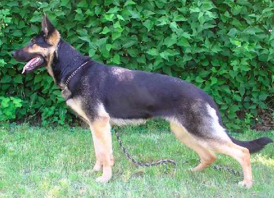 Bety z Pohranicni straze