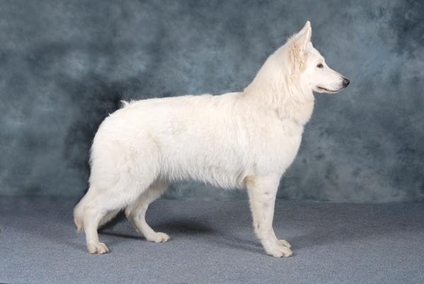 SV-09 Bindie av White Rewyr