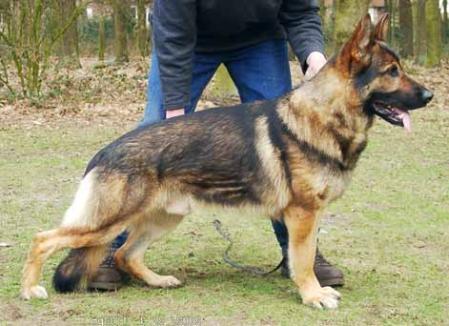 V Jerrily vom Sternbusch