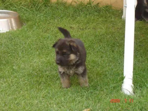 Szigetházi Rubi Ajax