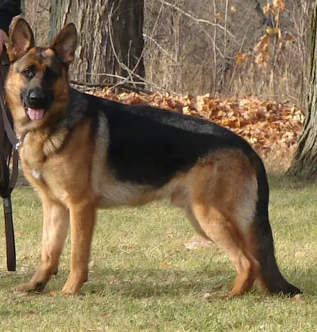 Knight Fhelkor Vom Das Tal