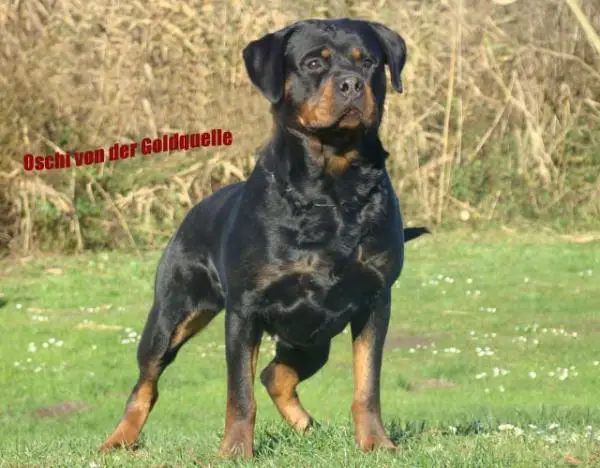 V-RATED Oschi von der Goldquelle