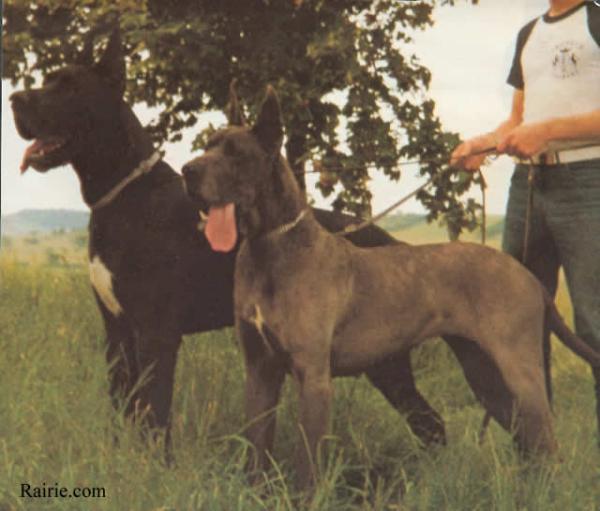 CH FRANCE1983 Surcouf du Val de L'amitie