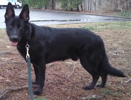 Brandulfr vom Boeselager