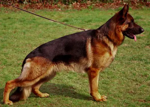 Räuber vom Gimpelhof