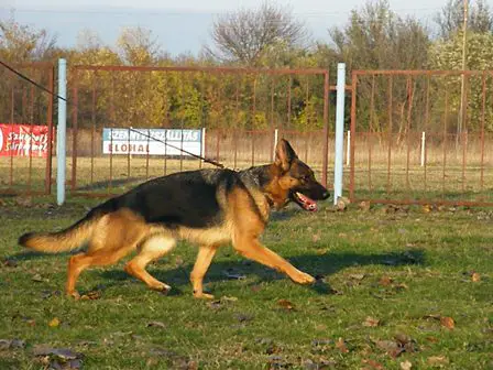 SG1 Kuckószéli Greemy