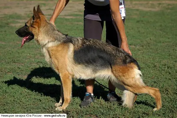 CH RUS,RKF,UA Zhaklin RKF 1853535