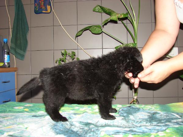 Oris Iz Doma Slavija