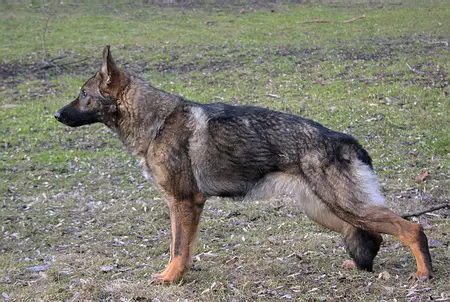 Feja s Krasnyh Prudov