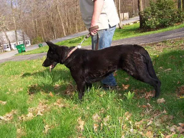 Bagheera Der Trauerschleier