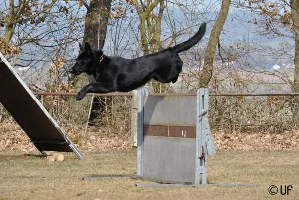 SG Qira vom Hessischen-Bergland