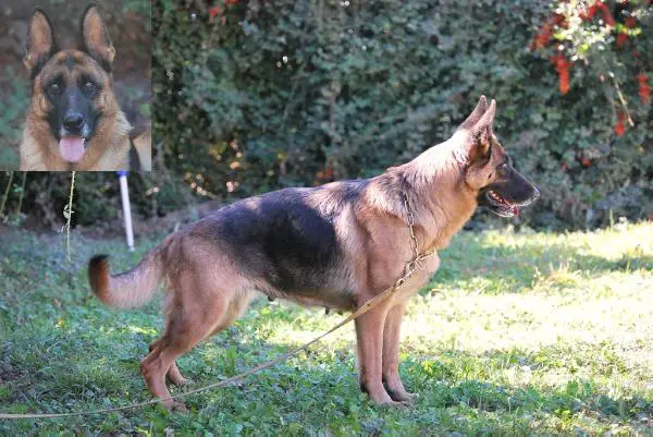 Galy Von Guter Sfreund