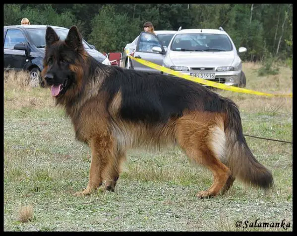 Tux vom Fichtenschlag