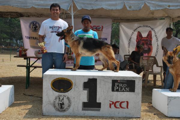 VV1 Amber vom Crackerjack