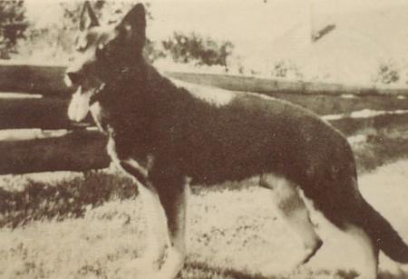 Arras von Tamoa