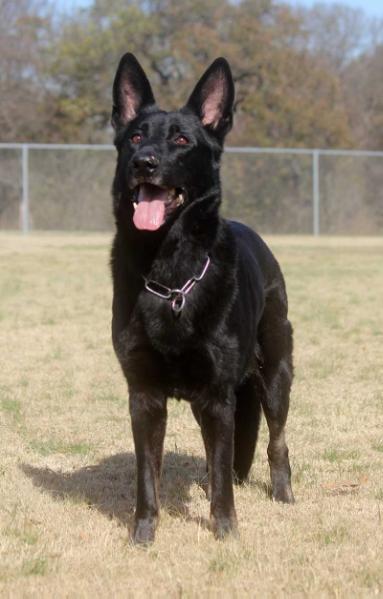 Lukas von Heisterberg