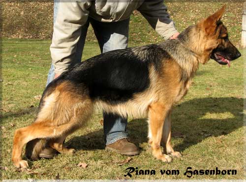 V Riana vom Hasenborn