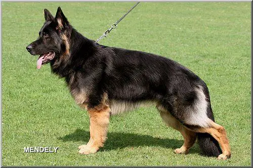 V Branko vom Sahmer Hof