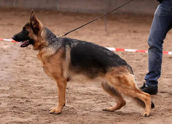 Bisha van Hamingahoeve