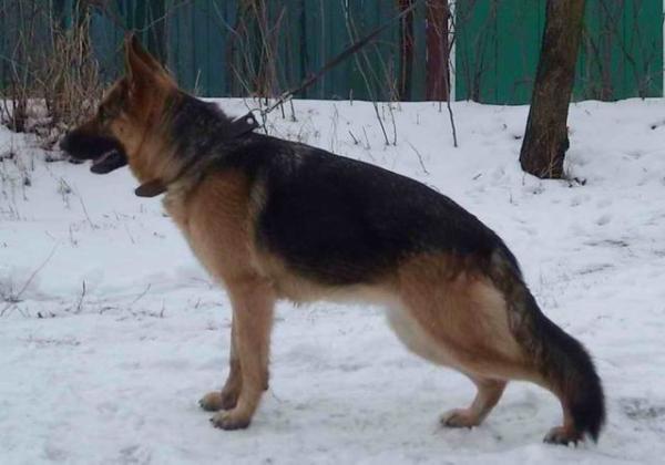 V(UA) Vlast von Artig Köter