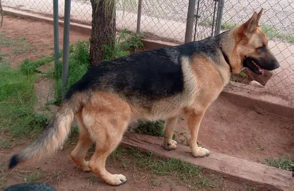 Brix JABD FROM FINE GSDS