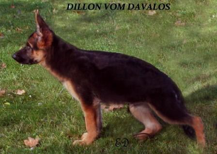 Dillon Vom Davalos