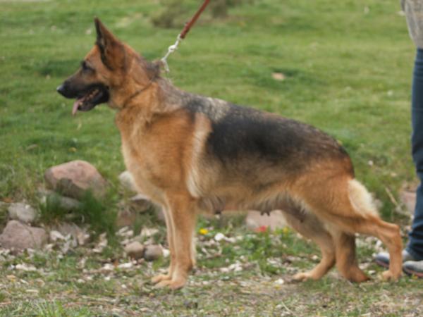 Jaxa ze Skalnego Wzgórza