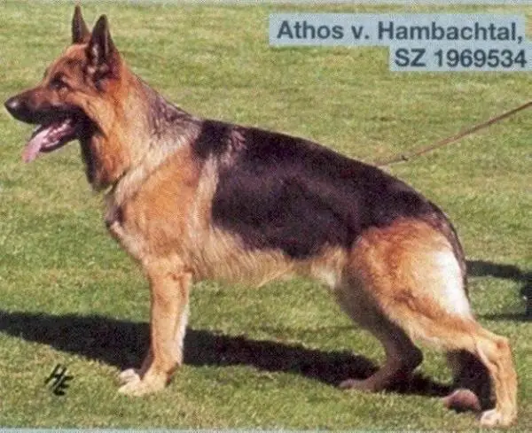 V49 BSZS 2000 Athos vom Hambachtal