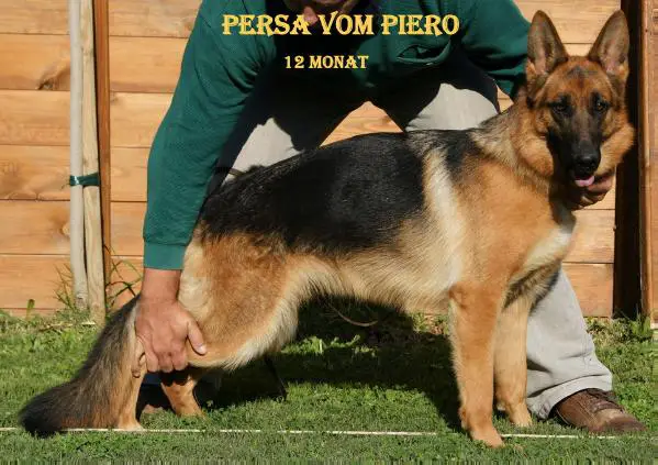 Persa Vom Piero