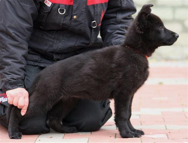 Ophelia z Eurosportu