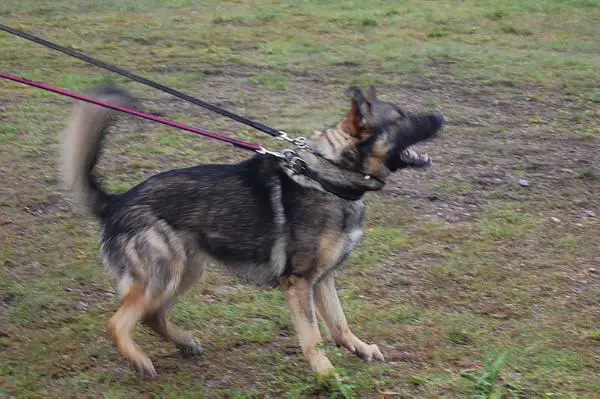 Ondskans Aerox, Police dog