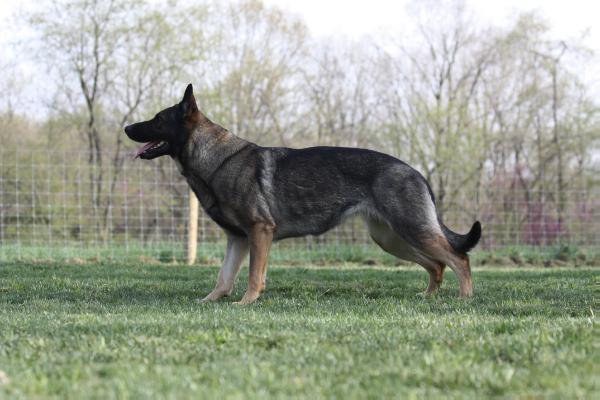 Cali Rehya von Kalt Bach