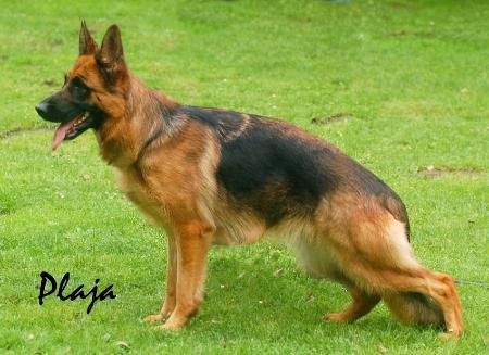 V SG60 (2009 BSZS) Ornelli aus Westsachsen