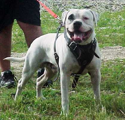 Leatherneck's Ty's Son