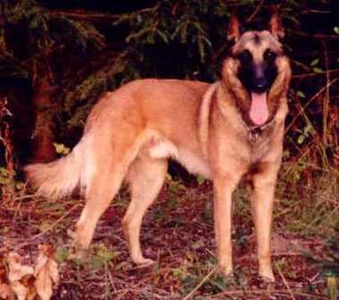 CH DK MEHRF V1+CAC Isell's Lobo