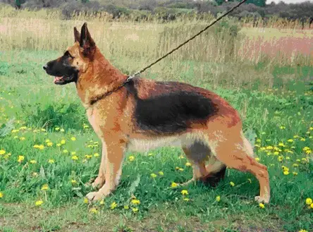 V Komtess s Novogo Sveta