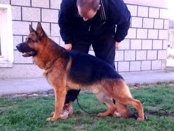 Fredo von Nuada Rits