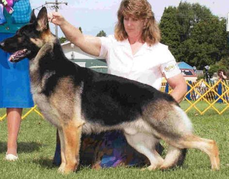 AM. CAN. INT. CH. Beaufort's St. Nick